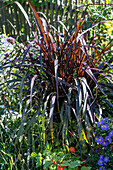 Herbstastern (Aster), Rotes Federborstengras, Rotes Lampenputzergras (Pennisetum setaceum), Lampionblume (Physalis alkekengi)
