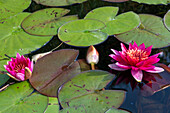 Blühende Seerosen im Teich (Nymphaea)