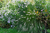 Lampenputzergräser (Pennisetum) und Garten-Aster 'Rosenquarz' (Aster novi-belgii)