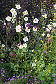 Herbstanemone 'Honorine Jobert'(Anemone Japonica), Patagonisches Eisenkraut (Verbena bonariensis) und Kissenaster im Blumenbeet
