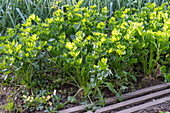 Celery, celeriac (Apium graveolens) in a vegetable patch