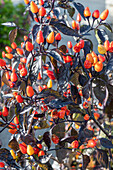 Chilipflanze mit Früchten 'Black Pearl', Schärfe 7-8