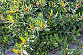 Okinawa Spinat, auch Handama (Gynura crepioides), im Gemüsebeet im Garten