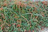 Cranberry cotoneaster (Cotoneaster) in a flowerbed