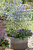 Bearded flower 'Heavenly Blue' (Caryopteris) in flowerpot