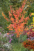 Autumn garden with Chinese plum (Prunus salicina), sunflower (Helenium) and autumn asters