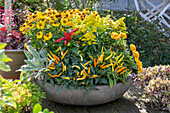 Blumenschale mit Goldruten (Solidago), Sonnenbraut (Helenium), Ziste (Stachys), Tagetes und Chilischoten