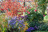 Herbstliches Blumenbeet mit Japanischem Blumenhartriegel (Cornus kousa), Dahlien (Dahlia), Lampionblume (Physalis alkekengi), Kissenastern