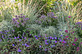 Blumenbeet mit Zierlauch (Allium), Storchschnabel 'Rozanne' (Geranium), Palmwedel Segge (Carex muskingumensis), Grünlilie (Chlorophytum saundersiae)