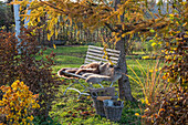 Autumn garden with larch, autumn chrysanthemum, hornbeam and garden bench