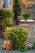 Blumentöpfe mit Mädchenauge (Coreopsis), Münzkraut (Lysimachia nummularia), Mandevilla (Dipladenia), Kapuzinerkresse auf herbstlicher Terrasse
