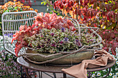 Blumenschale im Herbst auf Terrassentisch mit Kriechendem Günsel (Ajuga reptans), Purpurglöckchen (Heuchera), Clematisranke