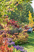 Herbstliches Blumenbeet mit Sumpf-Wolfsmilch (Euphorbia palustris), Kissenaster (Aster dumosus), Herbstanemonen, Japanische Schneeball (Viburnum plicatum) im Garten