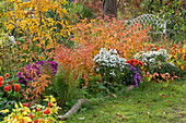 Herbstliches Blumenbeet mit Kissenaster (Aster dumosus), Lampionblume (Physalis Alkekengi), Strauchveronika (Hebe), Japanischer Schneeball (Viburnum plicatum) und Dahlien