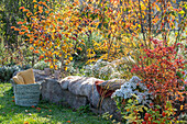 Sitzplatz auf Mauer in herbstlichem Garten mit Herbstastern, Zaubernuss (Hamamelis), Lampionblume (Physalis alkekengi), Andenbeere