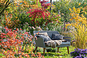 Garden bench in autumnal garden with pillow asters (Aster dumosus) and peacock (Euonymus europaeus)
