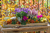Herbstlicher Blumenkasten mit Kissenastern (Aster dumosus), Besenheide (Calluna vulgaris), Alpenveilchen (Cyclamen), Hornveilchen (Viola Cornuta) und Esskastanien
