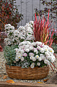 Herbstliche Blumenschale aus Multiflora-Chrysanthemen (Chrysanthemum multiflora), Astern (Callistephus), Japanisches Blutgras (Imperata cylindrica) 'Red Baron', Wolfsmilch 'Silver Swan' (Euphorbia characias), Greiskräuter