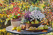 Herbstarrangement auf Gartentisch mit Herbstchrysanthemen (Chrysanthemum), Garten-Wolfsmilch 'Ascot Rainbow' (Euphorbia martinii), Besenheide (Calluna), Greiskräuter (Senecio), Pfaffenhütchen (Euonymus), Schneebeeren, Quitten