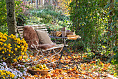 Seat in the garden with autumn chrysanthemums (Chrysanthemum), Hedera (ivy) and autumn leaves