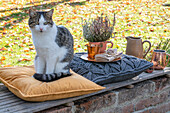 Katze sitzt auf Kissen auf Terrassenmauer mit Herbstdeko und Besenheide (Erica) im Topf