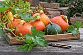 Hokaido pumpkins on a tray after harvest