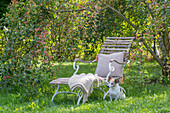 Liegestuhl in herbstlichem Garten unter Zierapfelbaum und Hund