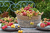 Tischdeko mit Äpfeln (Malus Domestica), Zieräpfel 'Golden Hornet', 'Red Sentinel' und 'Evereste' in Weidenkorb, Obsternte