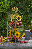 Etagere mit Sonnenblumen (Helianthus) und Äpfeln auf Terrasse