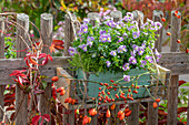 Blumenkasten am Zaun hängend mit Hornveilchen (Viola Cornuta), Hagebutten und Milder Mauerpfeffer (Sedum sexangulare)