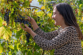 Frau bei Ernte von blauen Tafeltrauben (Vitis Vinifera)