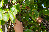 Ernte von Bayern-Kiwi 'Weiki' (Actinidia arguta) im Garten
