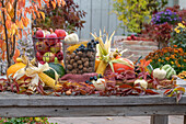 Erntedank Stillleben, Äpfel im Korb, Walnüsse, blaue Weintrauben, Maiskolben, Kürbis, Wilder Wein Rebe (Parthenocissus), Herbstlaub