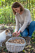 Woman harvesting walnuts (Juglans regia) in wicker baskets, with dog in garden