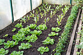 Gemüsebeet mit Blattsalaten und Petersilie im Gewächshaus