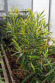 True galangal (Alpinia officinarum) in greenhouse