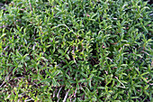 Winter savory (Satureja montana) in the vegetable patch