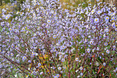 Glatte Aster (Aster laevis) blühend in Herbstwiese