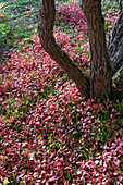 Rispiger Blasenbaum oder Blasenesche (Koelreuteria paniculata), Chinesischer Bleiwurz (Ceratostigma plumbaginoides) in Herbstfarben