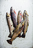 Lake trout, brown trout and rainbow trout