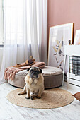 Round dog cushion and pug on woven rug