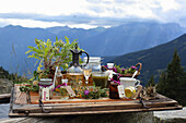 Tinctures, oils, and balms from burdocks and thistles