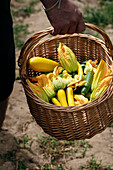 Freshly harvested squash blossoms in a basket