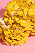 Golden oyster mushrooms against a pink background