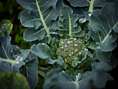 A broccoli plant with large leaves