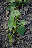 Young bush bean seedling plant in loose soil