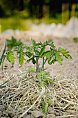 Young tomato seedling plant in mixed culture bed