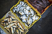 Fischkorb auf dem Straßenmarkt in den Dörfern um Xiapu City, einem berühmten Ort für traditionellen chinesischen Fischfang; Xiapu, Fujian, China