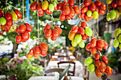 Reife und unreife Tomaten am Baum; Lasithi-Plateau, Kreta, Griechenland