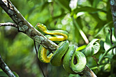 Grüne Baumschlange (Dendrelaphis Punctulata); Provinz Madang, Papua-Neuguinea